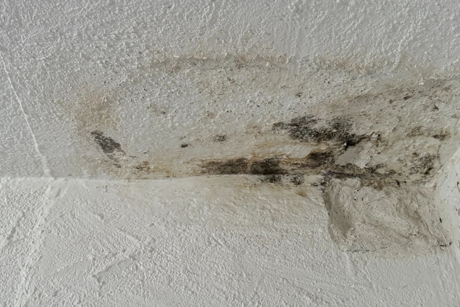 Schimmelbefall an der Übergangskante von Wand und Decke.